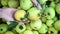 Girls hands stacking a harvest of green apples into the boxes