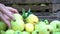 Girls hands stacking a harvest of green apples into the boxes