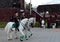 Girls - police cavalrymen demonstrate dressage on the Prospect Mira in Moscow.