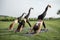 Girls practicing yoga on fitness mats on meadow