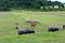 Girls at Vietnam herd oxen and cows on the grassland