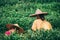 Girls wearing traditional chinese Asian hats collecting tea on a plantation