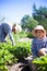 Girls   weeding   bed of strawberries