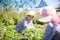 Girls   weeding   bed of strawberries