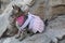 Girly Savannah cat in pink tutu dress