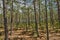 Gironde, maritime pines in La foret des Landes