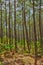 Gironde, maritime pines in La foret des Landes