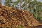 Gironde, maritime pines in La foret des Landes