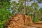 Gironde, maritime pines in La foret des Landes