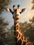 Girrafe portrait close up over desert plants background. Girrafe in savannah, walking along south africa national park. Giraffe
