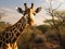 Girrafe portrait close up over savanna background. Girrafe in savannah. Giraffe\\\'s head in front of desert plants