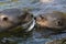 Give me a kiss. I`ll give you a fish - A giant otter Pteronura brasiliensis