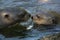 Give me a kiss. I`ll give you a fish - A giant otter Pteronura brasiliensis