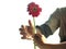 Give and receive in a relationship concept with gerbera daisy flower, a perennial plant. A woman hand holds single red flower head