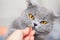Give treats to a British cat. Feed the animal with your hand. Gray cat looks at the yummy food