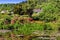 Giverny, Monet\'s Water Garden