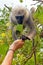 Giving food to a monkey in the forest in India