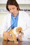 Giving him a thorough check-up. a vet trying intently to listen to a playful bulldog puppys heartbeat.