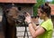 Giving a medicine to a horse