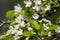 Glacial Apollo on the blossom of toringo crabapple tree