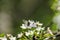 Glacial Apollo on the blossom of toringo crabapple tree