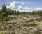 Glacial bedrock covered in moss and lichen flora