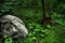 Glacial Boulder Deep in a Green Lush Forest