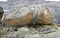 Glacial erratic, split stone on rock