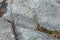 Glacial grooves in granite bedrock on Mt. Kearsarge, New Hampshire.