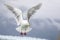 Glacier Bay Seagull flying in Alaska