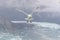 Glacier Bay Seagull flying in Alaska