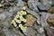 Glacier crowfoot, flower in South Tirol