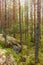 Glacier erratics covered in moss and lichens in the Kolovesi Nat