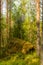 Glacier erratics covered in moss and lichens in the Kolovesi Nat