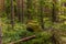 Glacier erratics covered in moss and lichens in the Kolovesi Nat