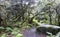 Glacier Forest Trail, Juneau, Alaska, United States of America