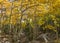 Glacier Gorge Trail Aspens