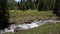 Glacier Lilies in an Alpine Meadow