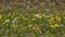 Glacier Lilies in an Alpine Meadow