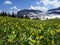 Glacier Lily Meadow