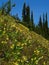 Glacier Lily Slope