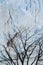 Glacier`s ice behind naked black tree branches