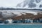 Glacier at St. Andrews Bay with a large King Penguin colony on the beach, South Georgia, southern Atlantic Ocean