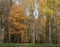 Glade in the autumn park with birches