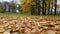 Glade in autumn Park covered fallen yellow leaves