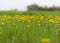 Glade with blooming dandelions in green grass 3