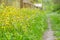 Glade with blooming yellow dandelions. Sunlit dandelions in spring along the road. Natural photophone from medicinal plants