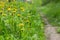 Glade with blooming yellow dandelions. Sunlit dandelions in spring along the road. Natural photophone from medicinal plants