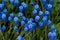 Glade blue flowers.