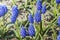 Glade of blue flowers muscari